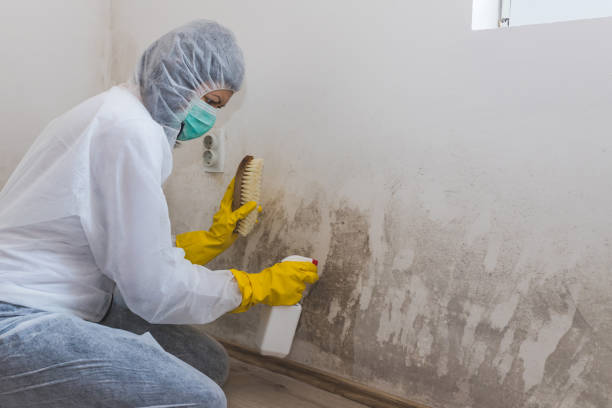 Mold Removal for HVAC Installations in Waretown, NJ